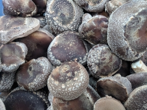 Shiitke Mushrooms